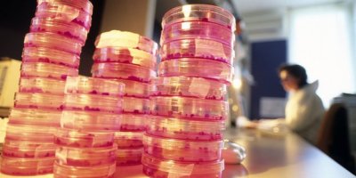 Stem cell 'major discovery' claimed